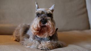 Miniature Schnauzer Dogs 101 Is a Miniature Schnauzer Dog Right For You [upl. by Matthei812]