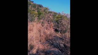 Nguluyanawambe mountain Kasungu Malawi Hiking [upl. by Eenalem328]