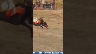 Greyhound dog race 👌greyhound dograce greyhounddog shorts shortvideo [upl. by Legra]