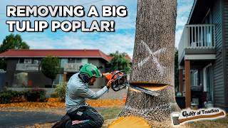 Big Sprawling Tulip Poplar Removal [upl. by Irtimed]