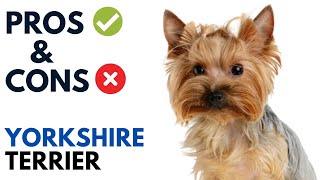 Yorkshire Terrier Pros and Cons  Yorkie Dog Advantages and Disadvantages [upl. by Madox882]