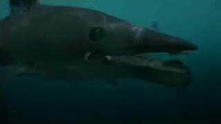 The Great White Sharks Ancient Ancestor The Helicaprion  BBC Studios [upl. by Ahsasal]