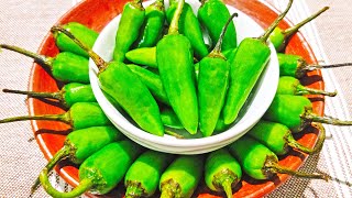 What are the Health Benefits of Jalapeno Peppers Advantages of Jalapeno Peppers  Jalapeno Benefits [upl. by Avilo]