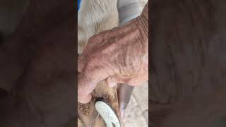 what is the Periople Rope  The making of a Farrier for Faye hoof trim journey periople curtain [upl. by Meisel]