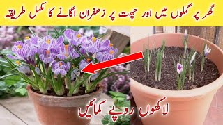 How to grow Saffron  Zafran at Home in Pots at your roof or in Kitchen Garden [upl. by Amalbergas86]