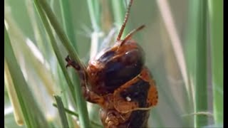 Plague of Locusts Timelapse  Wild Africa  BBC Earth [upl. by Attenwahs893]