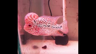 Mini VIP Kingkamfa Full Pearl Big Head Flowerhorn [upl. by Ttirrem]