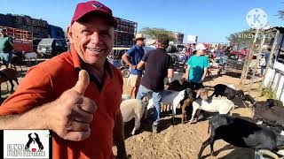 feira de Caprinos Ovinos e Suínos de TabiraPE dia 061124 [upl. by Katlaps]