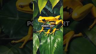 Golden Frogs Deadly Secret Beware shorts Wildlife [upl. by Lovato]