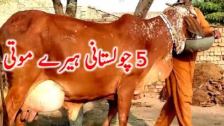 Pure Cholistani Breeding Cow Near Luden Cow Mandi  Global Village Farming [upl. by Lindly]