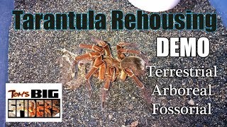 Rehousing Demo ft Terrestrial Arboreal and Fossorial Tarantulas [upl. by Ainos398]