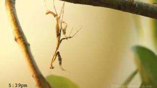 Praying Mantis Molting 720p [upl. by Gordon335]