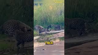 Honey Badger Attacked by 3 Leopards [upl. by Anih]