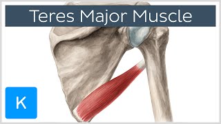 Teres Major Muscle  Origin Insertion amp Action  Human Anatomy  Kenhub [upl. by Lliw]