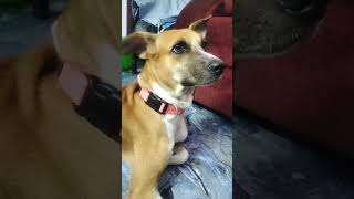 Neekulu antenna  ear correction 😂😂 watch till end funny petlover pet [upl. by Sande]