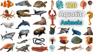 Aquatic Animals Vocabulary ll 120 Aquatic Animals Name in English with Pictures ll Water Animals [upl. by Asaeret]