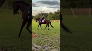 FIRST TIME CANTERING OWEN IN ENGLISH🤩 READY FOR OUR FIRST RIDING SHOW TOGETHER NEXT WEEK❤️ [upl. by Attolrac]