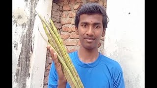 Drumstick fry full video Naveenvillagerecipes [upl. by Davilman]