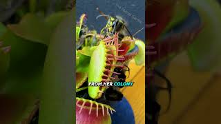 Queen Wasp vs Venus Flytrap [upl. by Arnon346]