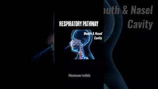 Respiratory Pathway in Human body 🗣️   shoerts pharmacy [upl. by Rutherfurd]