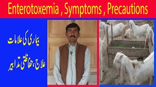 Enterotoxemia Disease in goats amp sheep  Disease in goats amp sheep  ETV symptoms and treatment [upl. by Kepner]