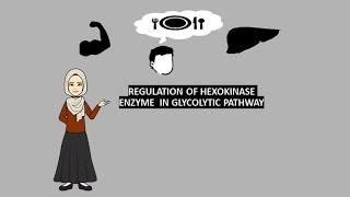 Regulation of hexokinase enzymes in the glycolytic pathway biochemistry regulation glycolysis [upl. by Ajnos921]