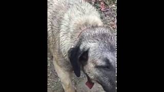 Kangal bitch in heat Kangal dog estrous cycle [upl. by Brodench]