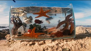 Making A Tide Pool Aquarium [upl. by Rockie]