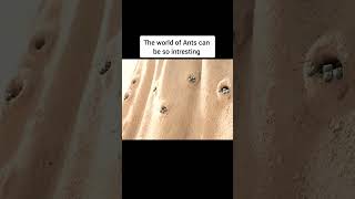 The world of ants can be so interesting anime movieexplainedinhindi movie shorts [upl. by Ainalem572]