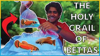 I bought the HOLY GRAIL of BETTA FISH  Unboxing 500 Betta Macrostoma fish [upl. by Isaiah]