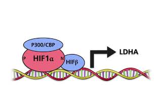 Hypoxia Inducible Factors HIFs Part 3 Effects of Hypoxia Inducible Factors HIFs [upl. by Sterling]