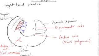 DNA Polymerase in Prokaryotes Hindi [upl. by Arleta]