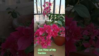 Beautiful Bougainvillea Flowering [upl. by Essirahc]