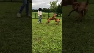 Rhodesian Ridgeback playing [upl. by Else]