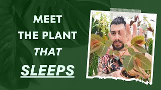 🌱 Phyllanthus Mirabilis 5Year Review 🌿 The Plant That Sleeps at Night [upl. by Dias]