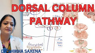 Dorsal column pathway medial lemniscus pathway Gall and Burdach pathway [upl. by Froemming]