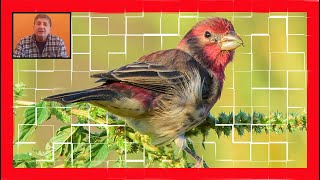 House Finch Song House Finch Call House Finch Sound Pinzón Mexicano Canto Haemorhous Mexicanus [upl. by Muna613]