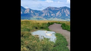 Eskies in Dog Friendly Colorado [upl. by Ahsiei]