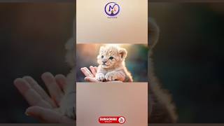 quotA Beautiful Lion Cub Playing in My Palmquotshortvideo ytshorts youtubeshorts viralvideo youtuber [upl. by Lleda]