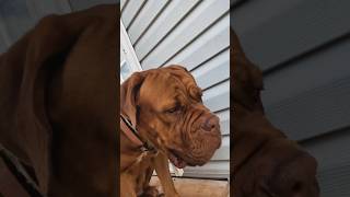 MASTIFF X BULLYpuppy pitbull dog youtube shorts doglover youtubeshorts bullybreed [upl. by Airitac]