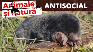 Cartita este un animal antisocial si teritorial [upl. by Omero923]