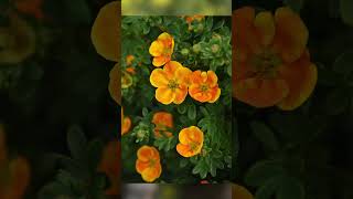 How To Identify Plants  Potentilla  Key Features gardening plantingtips shorts [upl. by Ecneralc]