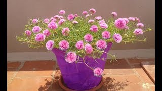 How to grow Light PinkTable RoseMoss RosePortulaca Grandiflora available whatsapp 9361427377 [upl. by Sparks]