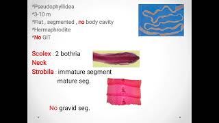 Diphyllobothrium Latumbroad fish tapeworm ديدان السمك الشريطية [upl. by Pomeroy252]