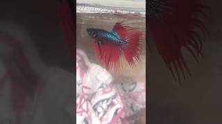 crown tail betta fish amazing 😍 look it na title Q pad raha he bsdk like de or chala ja vi [upl. by Kamillah961]