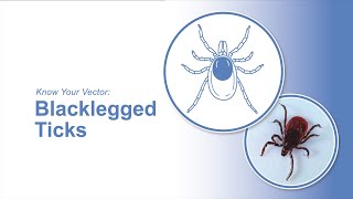 Know Your Vector Blacklegged Ticks [upl. by Ened891]