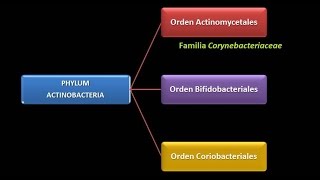 Dominio Bacteria Phylum Actinobacteria 1  Familia Corynebacteriaceae [upl. by Nedap]