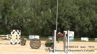 Quibelle Le Blue Diamond x Calvados mare °2016 Belgian Horse Trading BHT Summer 2024 [upl. by Strade]