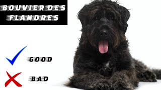 Bouvier des Flandres Pros And Cons  The Good And The Bad [upl. by Mitman]