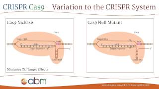 CRISPR Cas9  A Brief Introduction [upl. by Yhotmit694]